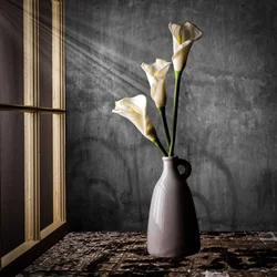 Calla liliomok napfényben