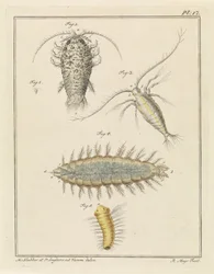 Achát fatetű, copepod és sörteféreg