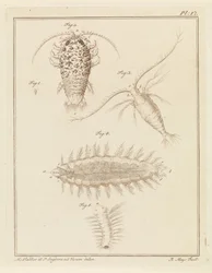 Achát egylábú, copepod és sörteféreg