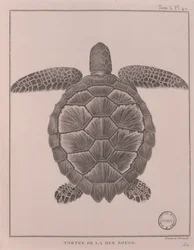 Teknős a Vörös-tengerből, illusztráció az „Utazások a Nílus forrásának felfedezéséhez, 1708 és 1773 között”, James Bruce, Párizs illusztrációja
