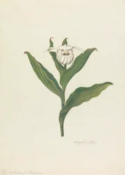 Női papucs (Cypripedium Canadense, Calceolus Maria)
