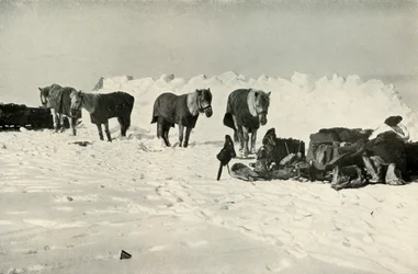 Pónik a menhelyük mögött a Táborban a Sorompónál, 1911, 1913