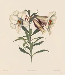 A hexandriai növények válogatása, az Amaryllidae természetes rendjébe..., 1831-1832.