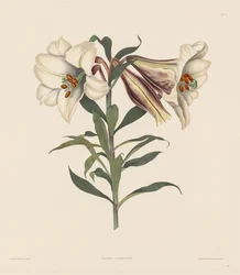 Válogatás az Amaryllidae és Liliacae természetes rendjébe tartozó hexandriai növényekből: japán liliom