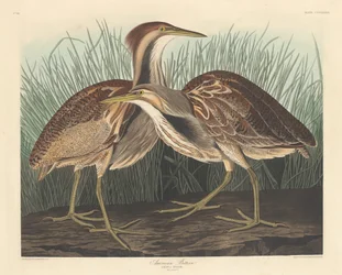Amerikai keserű, 1836.