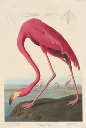 Amerikai flamingó, 1838.
