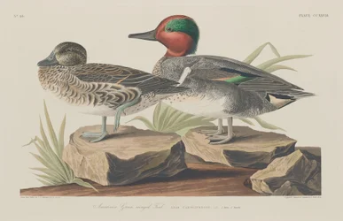 Amerikai zöldszárnyú kékeszöld, 1834.