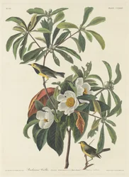 Bachman poszcsa, 1834.