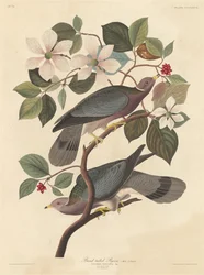 Sávosfarkú galamb, 1837.