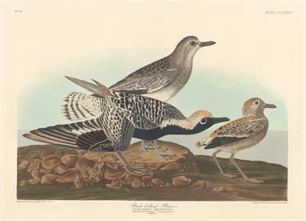 Feketehasú lile, 1836.
