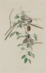 Fekete sapkás cinege, 1833.