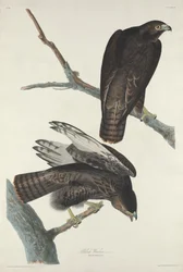 Fekete harcos, 1830.