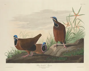 Kékfejű galamb, 1833.