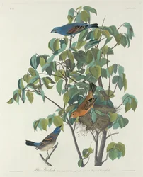 Kék Grosbeak, 1831.