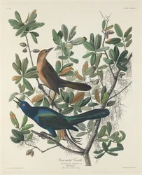 Csónakfarkú csiröge, 1834.