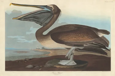 Barna Pelikán, 1838.