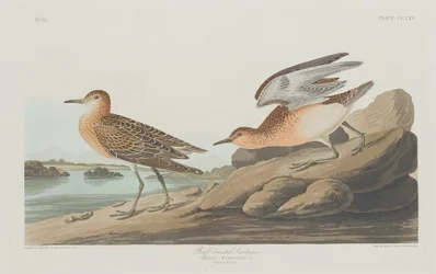Buff-melled Sandpiper, 1835.