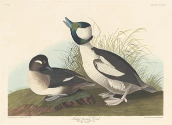 Bölényfejű kacsa, 1836.