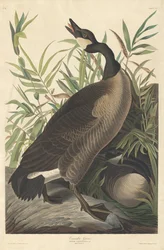 Kanadai liba, 1834.
