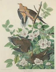 Karolinai galamb vagy Turtle Dove, 1827.