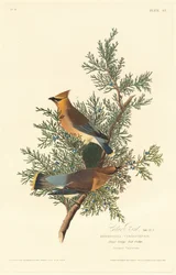 Cédrusmadár, 1828.