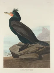 Kettős tarajos kormorán, 1835.