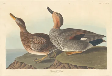 Gadwall kacsa, 1836.