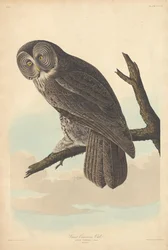 Nagy bagoly, 1837.