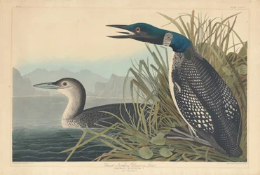 Great Northern Diver vagy Loon, 1836.