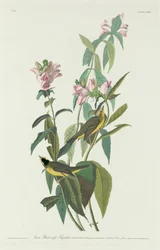 Zöld fekete sapkás légykapó, 1831
