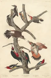 Szőrös harkály, 1838.