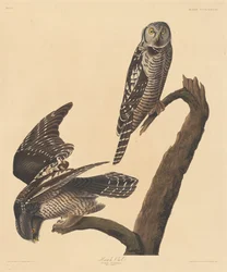 Sólyombagoly, 1837.