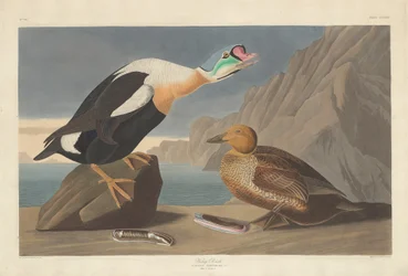 Kacsa király, 1835.
