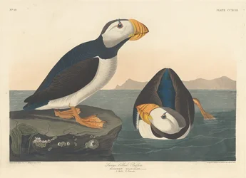 Nagycsőrű Puffin, 1836.