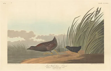 Legkisebb víz-tyúk, 1836.