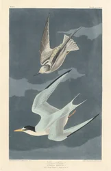 Kiscsér, 1836.