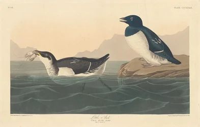 Kis Auk, 1836.