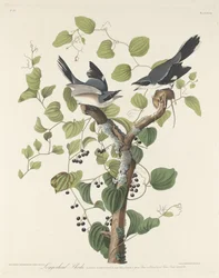 Fatörik, 1829.