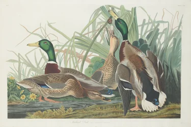 Tőkés réce, 1834.