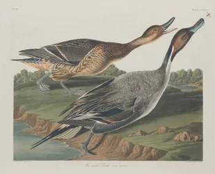 Nyílfarkú réce, 1834.