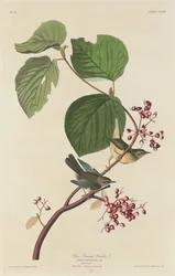 Fenyőmocsári poszáta, 1832.