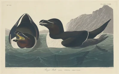 Borotva Bill, 1834.