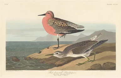 Vörösmellű homokrózsa, 1836.