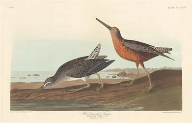 Vörösmellű szalonka, 1836.