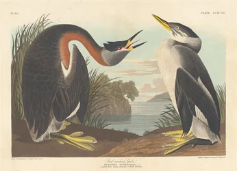 Vörösnyakú vöcsök, 1836.