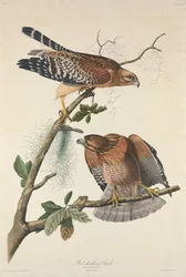 Vörös vállú sólyom, 1829.