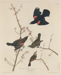 Vörösszárnyú seregély, 1829.