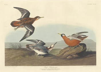 Vörös phalarope, 1835.