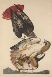 Vörösfarkú ölyv, 1829.