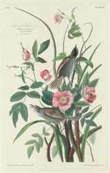 Tengerparti pinty, 1830.